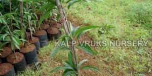 Alphonso Mango Plant