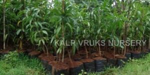 Langra Mango Plants