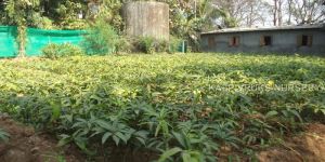 Rajapuri Mango Plant