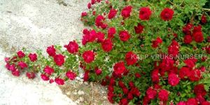 Rose Plants