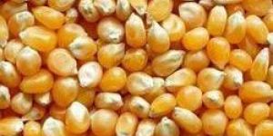 Maize Seeds