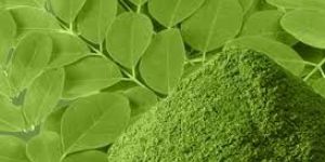 Pure Organic Certified Moringa Leaf Powder