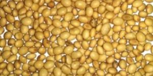Soybean Seed