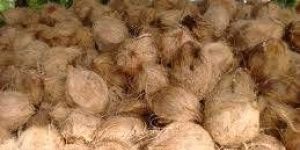 Fully Husked Coconut