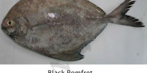 Pomfret Fish