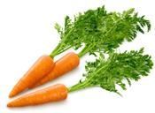 Carrot