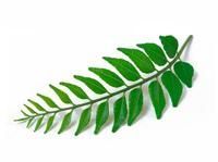 Curry Leaves