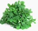 Fenugreek