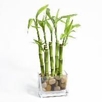 Bamboo Plant