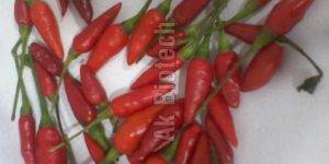 Bird Eye Chilli