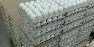 Chicken Eggs