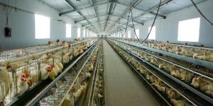 Manure Removal Conveyor Belt