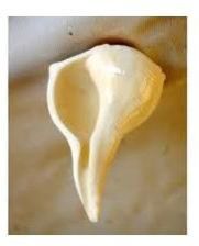 Dakshinavarti Shankh