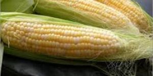 Yellow Maize Seeds