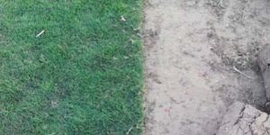 Selection No 1 Grass