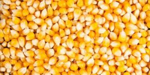 Corn, Maize