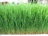Wheatgrass