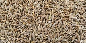 Cumin Seeds