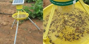 Solar Insects Light Trap