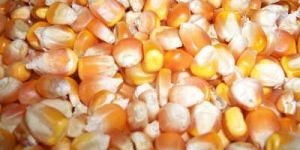 Maize