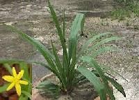 Curculigo Orchioides