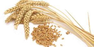 Wheat