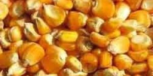 Maize