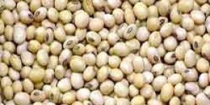 Soya Bean Seeds