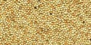 Yellow Millet