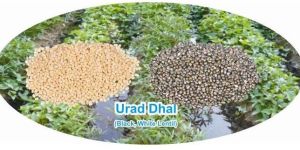 Urad Dal