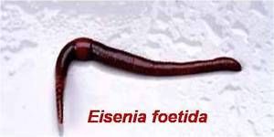 Earth Worms-fishing Worms 4000 Pcs