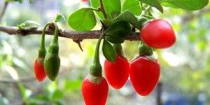 Gojimax (Gojiberry) Extract