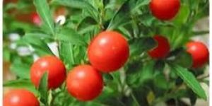 Organic Ashwagandha Extract