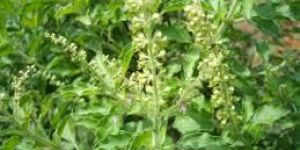 Tulsi Extract