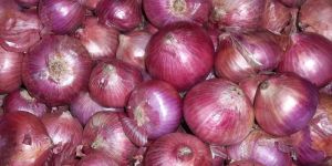 Red Onion