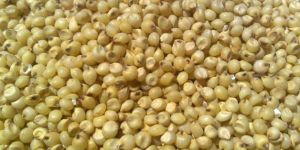 Sorghum