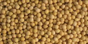 Soybean