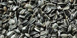Strip Sunflower Seeds