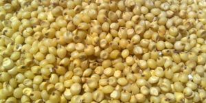 Yellow Sorghum
