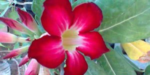 Adenium Flower