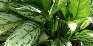 Aglaonema Plant, Indoor Plant