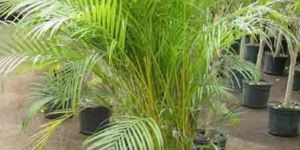 Areca Plam