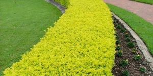 Golden Durenta, Garden Lawn