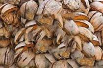 Coconut Husk