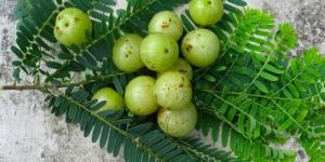 Fresh Amla Gooseberry