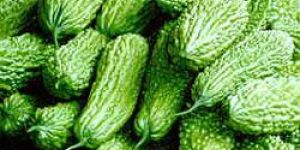 Fresh Bitter Gourd