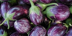 Fresh Brinjal