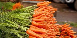 Ooty Carrot
