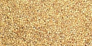 Sorghum Seeds