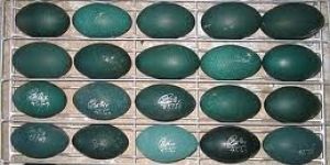 Emu Eggs
